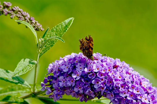 a bee on a flower